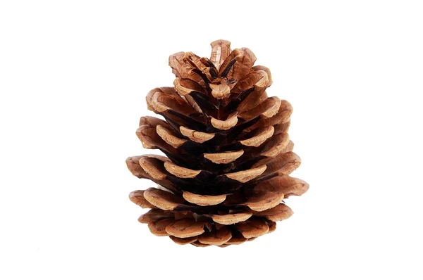 Estrobílis do pinheiro (cone ) — Fotografia de Stock