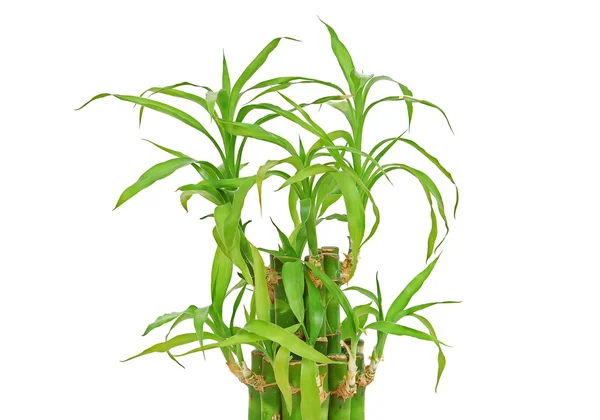 A szobai bambusz (Dracaena sanderiana) — Stock Fotó