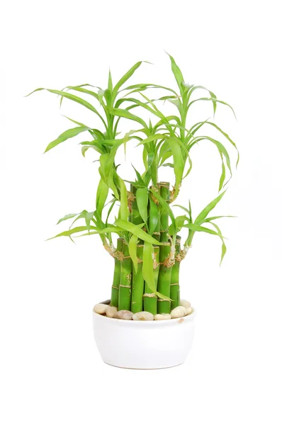 Счастливый бамбук (Dracaena sanderiana ) — стоковое фото
