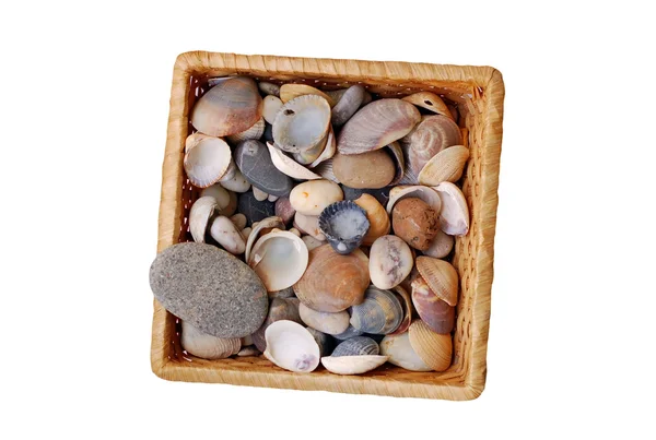 Seashell в кошик — стокове фото