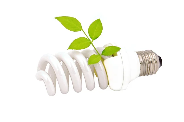 Energy saving light bulb and plant Stock Image