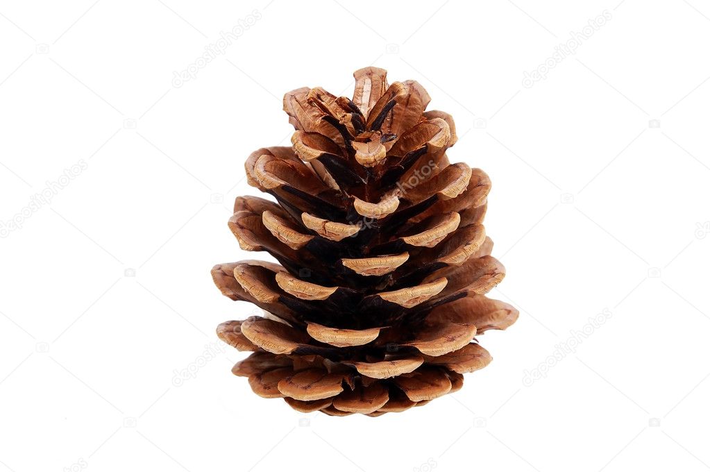 Pine strobile (cone)