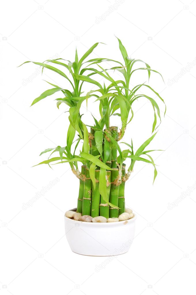 Lucky bamboo (Dracaena sanderiana)