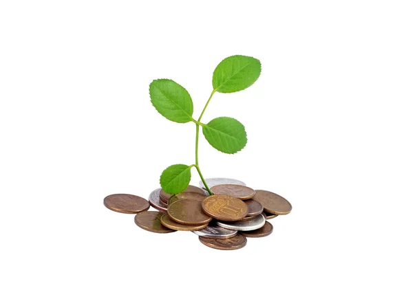 Coin and green leaf — Stock Photo, Image