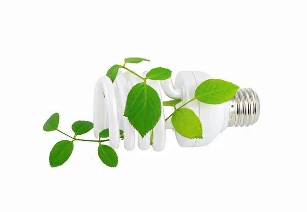 Energiesparlampe und Pflanze — Stockfoto