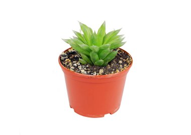 Succulent plant agave clipart