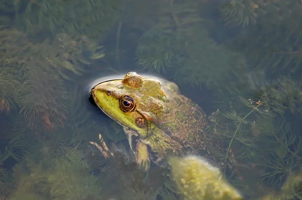 Βάτραχος στη λίμνη — Φωτογραφία Αρχείου