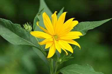 Elması veya girasol (gündöndü tuberosus)