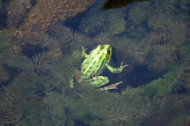 Frog in the pond clipart