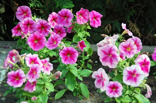 stock image Violet petunias