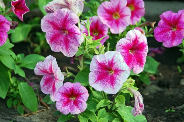 stock image Violet petunias