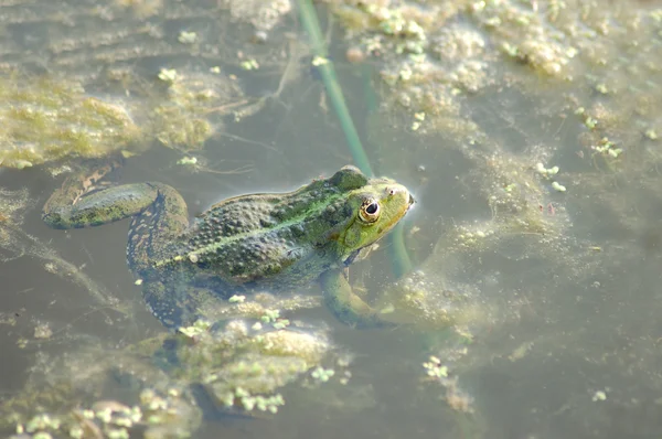 연못에 있는 개구리 — 스톡 사진