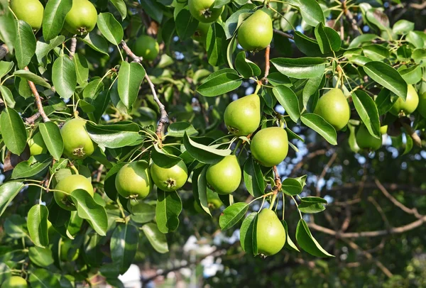 在树枝上的绿色梨子 — 图库照片