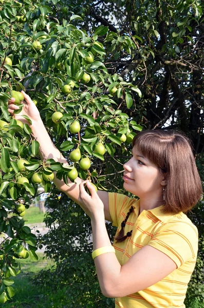 stock image Young woman harvesting green pear