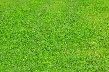 Green grass background clipart