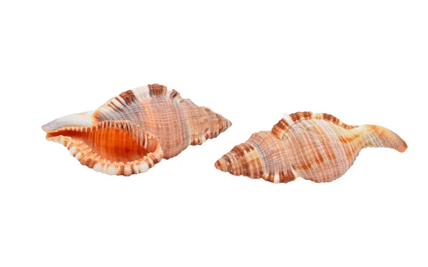 Cockleshell av den svarta havet Rapana venosa (thomassiana) — Stockfoto