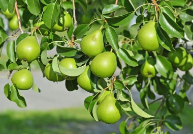 yeşil armut dalın üzerinde