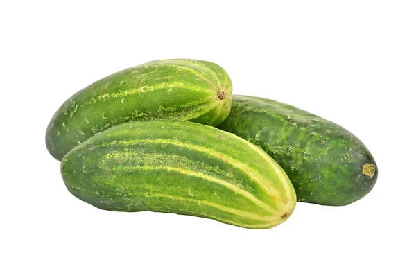 Cucumber gherkin — Stock Photo, Image