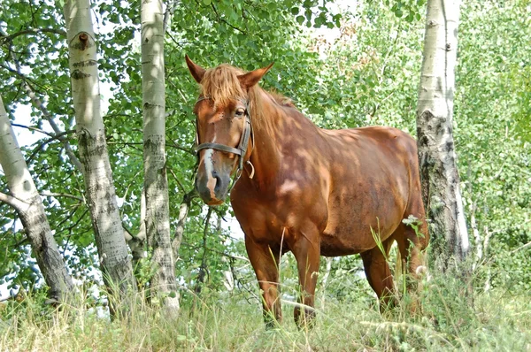 森の中の馬 — ストック写真