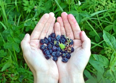 Böğürtlen (rubus) elinde