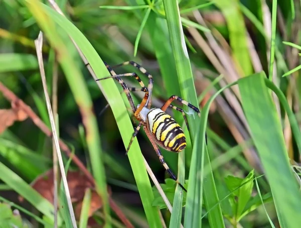 Wasp spider (Argiope bruennichi) — Stock Photo, Image