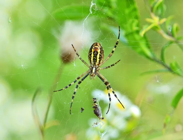 stock image Wasp spider (Argiope bruennichi) with victim