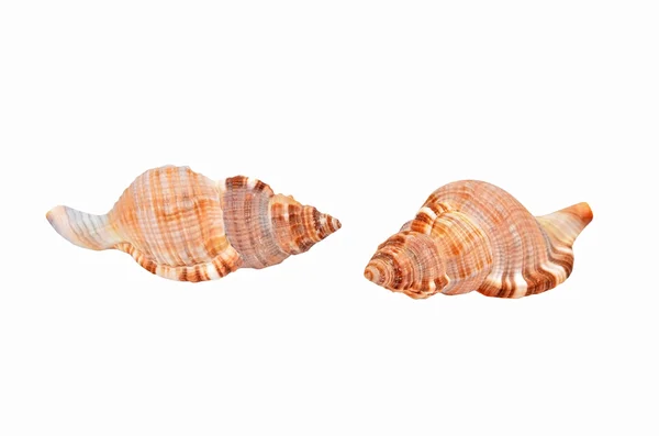 黒海 Rapana ヴェノーザ (thomassiana のザルガイの殻) — ストック写真