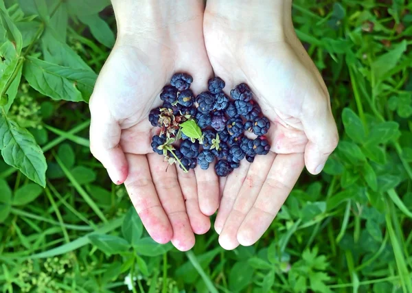 Blackberry (rubus) in hand — Stock Photo, Image