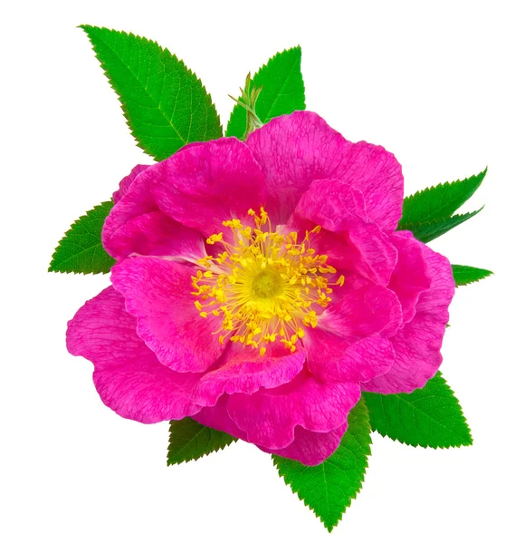 Hermosa flor de rosa perro con hojas —  Fotos de Stock
