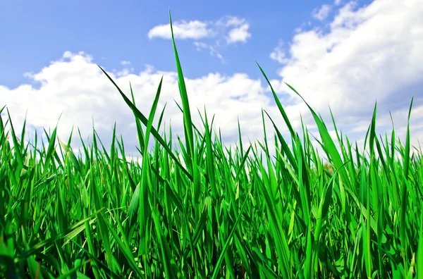 Trawa zielony i niebieski niebo pochmurne — Zdjęcie stockowe