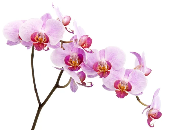 Mooie orchid geïsoleerd op witte achtergrond — Stockfoto