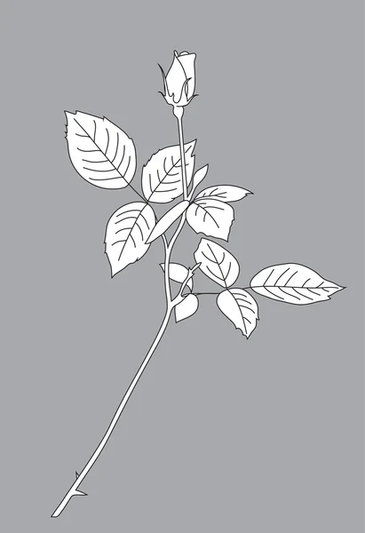 Rose sur fond gris — Image vectorielle