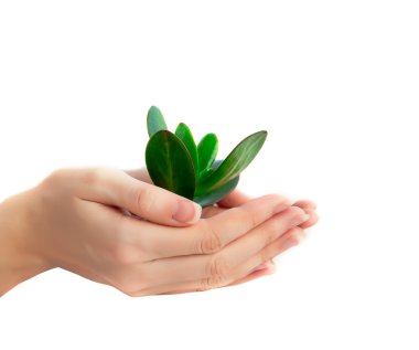 Green plant in woman's hands clipart