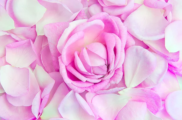 Rose flower among the petals — Stok fotoğraf