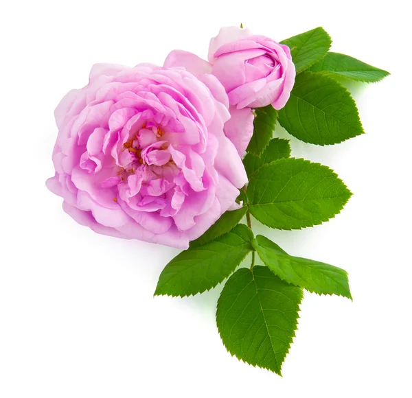 在白色背景上的两个美丽的粉红色玫瑰 — 图库照片