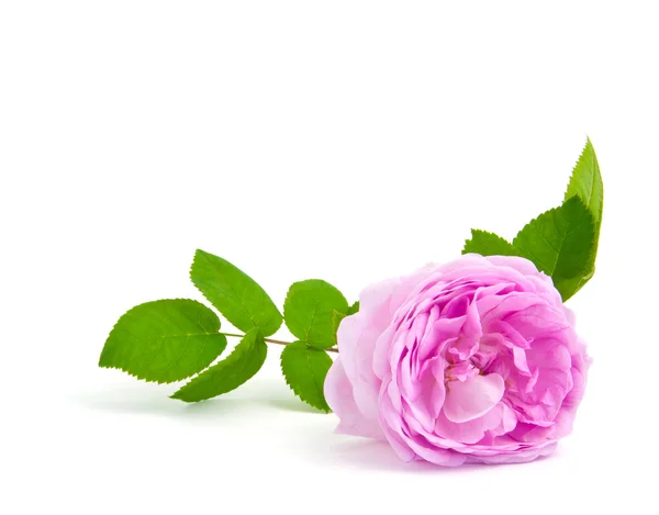 Single pink rose with leaves — Stockfoto