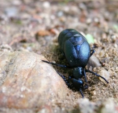 Kumsalda beetle