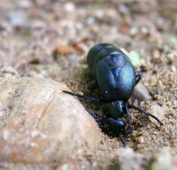 stock image Beetle on the sand