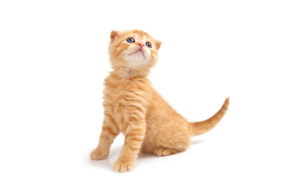 Scottish fold kitten isolated on white background — Stock Photo, Image