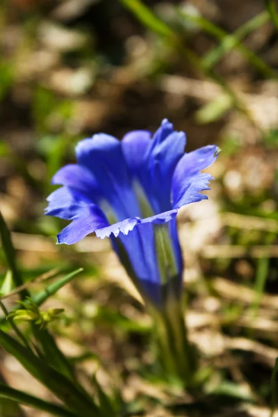 Eine blaue Glockenblume — Stockfoto