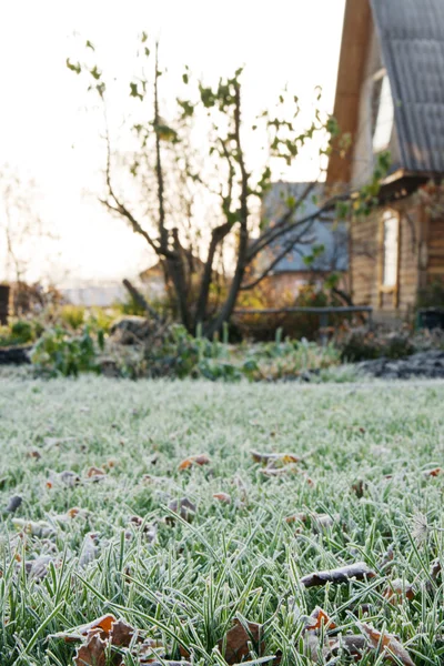 Het bevroren groene gras met bladeren — Stockfoto