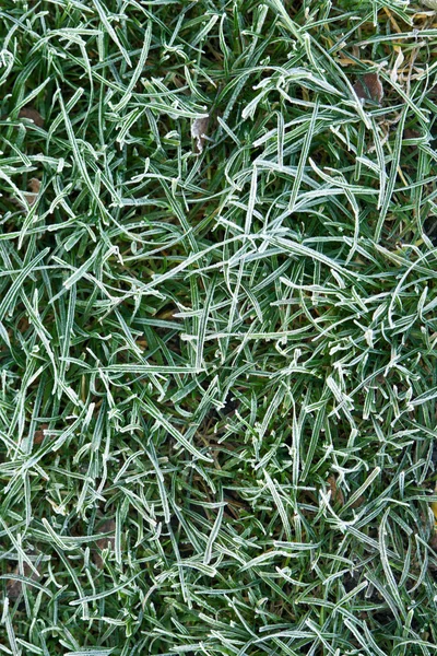 L'herbe verte gelée — Photo