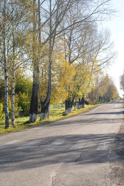 Asphalt road early in the morning among autumn trees and foliage — Stock Photo, Image