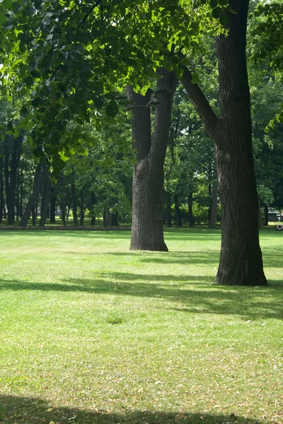 芝生の上のオークの木 — ストック写真