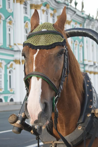 Muzzle of horse against Winter palace in St. Petersburg — Stock Photo, Image