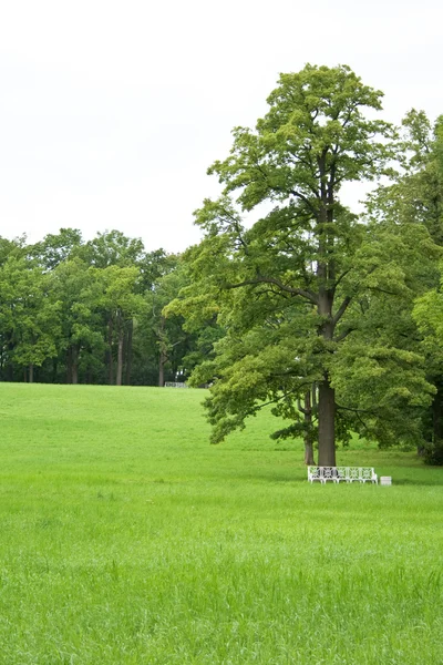 Parco verde della radura in estate — Foto Stock
