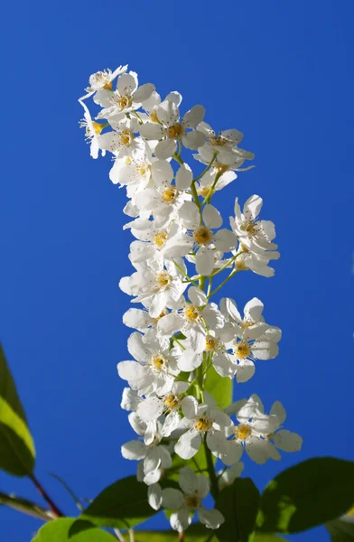 stock image Branch of a blossoming bird cherry