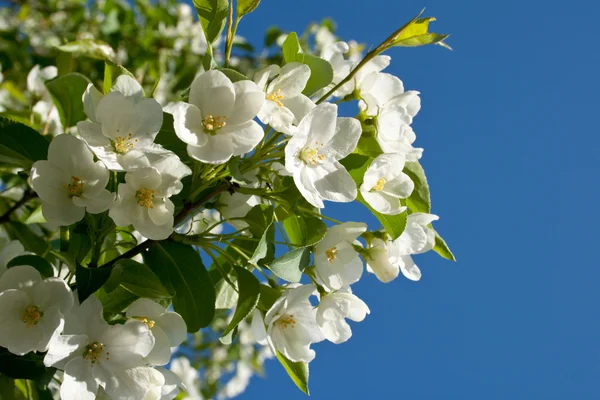 Blossoming apple-tree in the spring — Stock Photo, Image