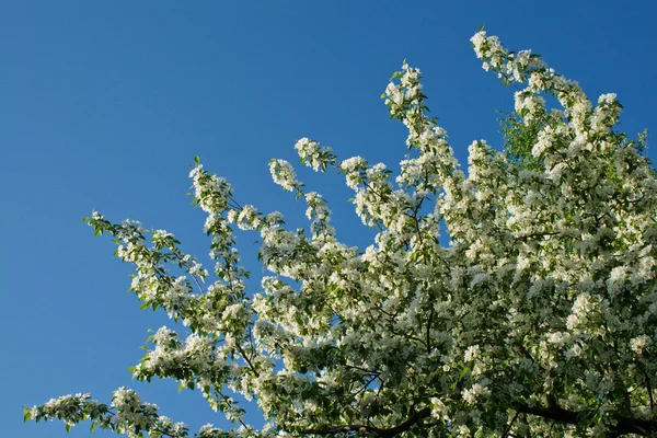 stock image Blossoming apple-tree in the spring