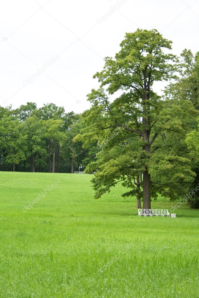 Green glade park in summer